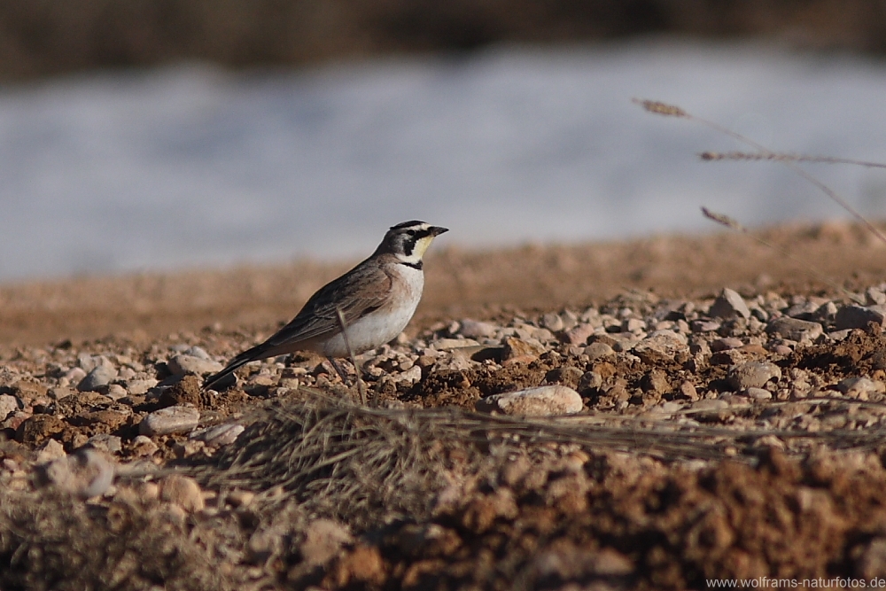 horned_lark