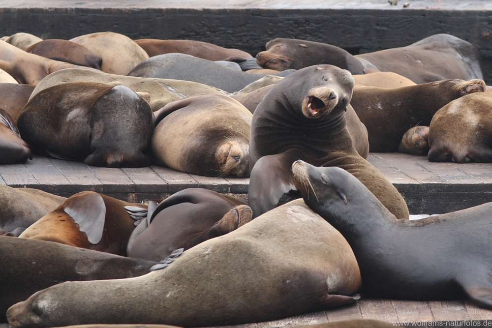 sea_lions