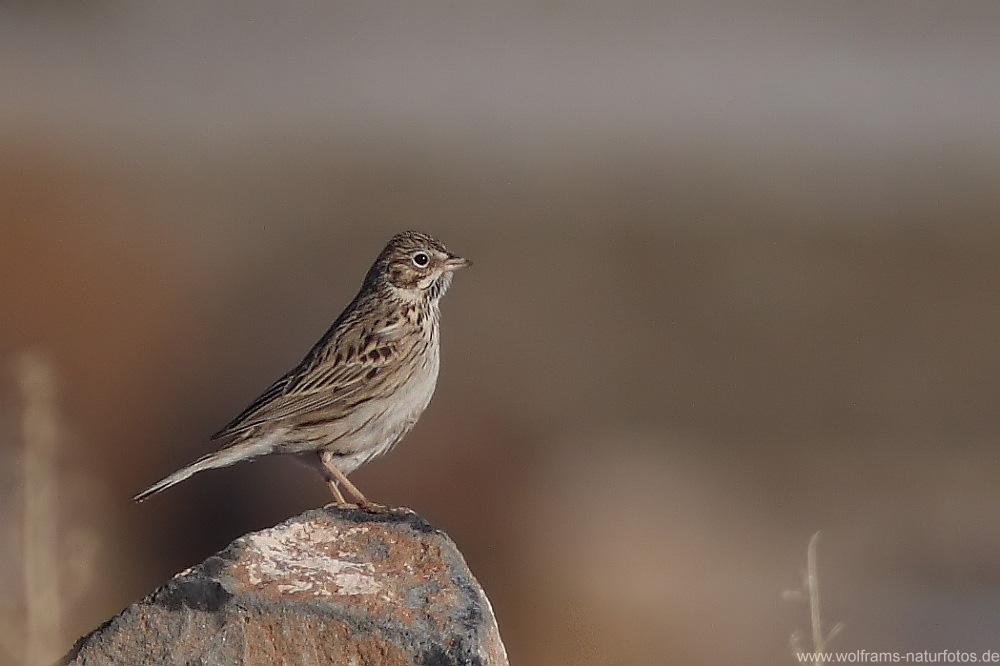 song_sparrow