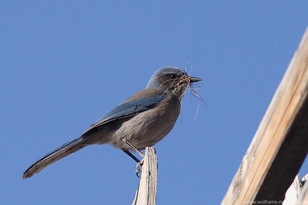 westernscrubjay